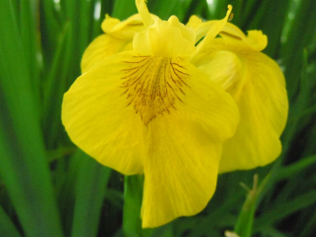 Iris pseudacorus